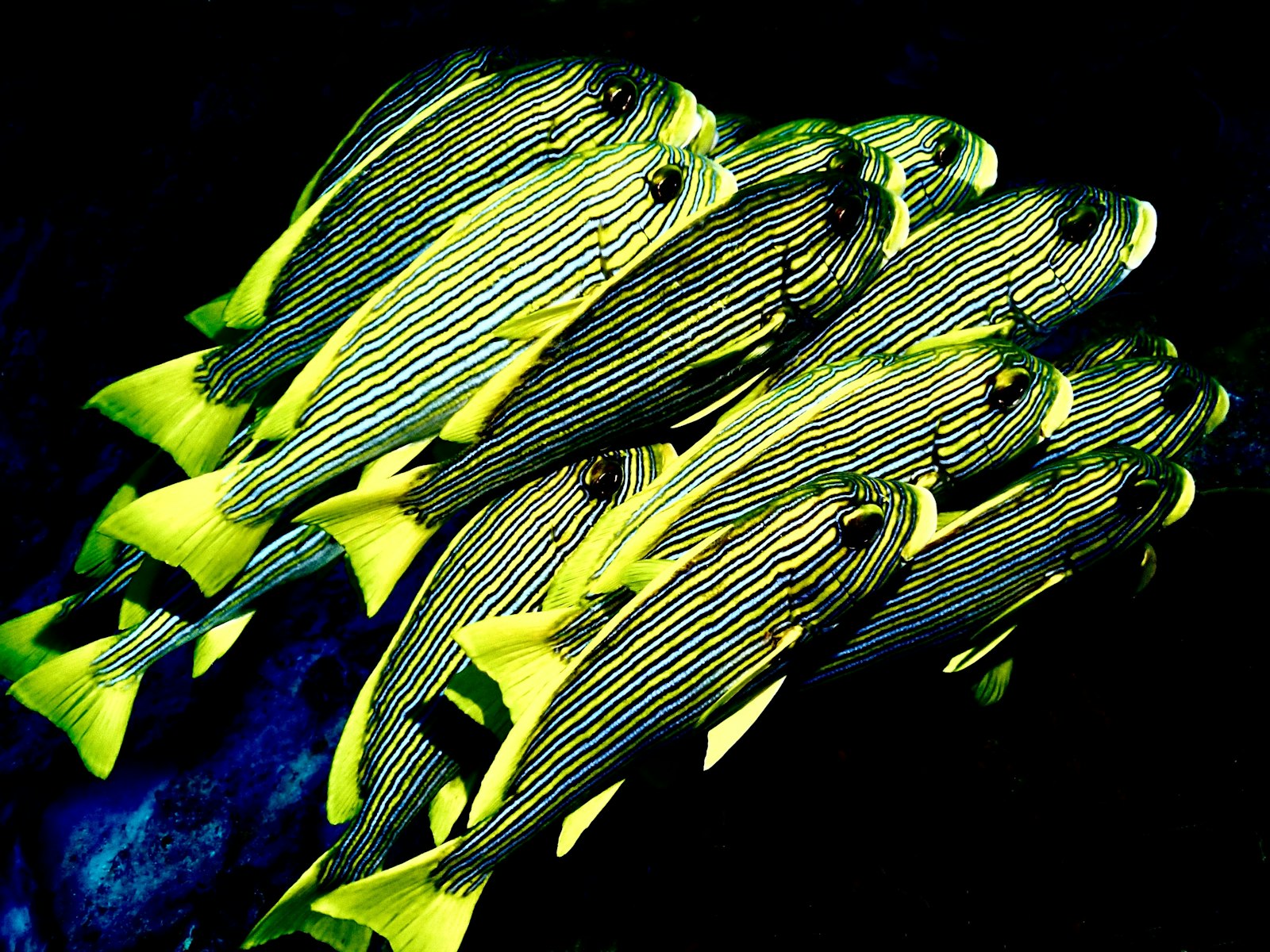 Banc serré de poissons rayés jaune et bleu photographié sous l'eau à Raja Ampat