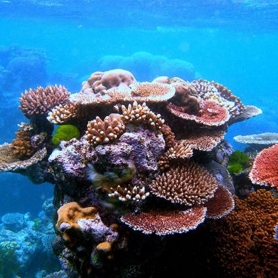 1200px-Coral_Outcrop_Flynn_Reef