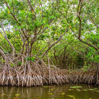 ca58087fee_127345_mangrove-foret-eau