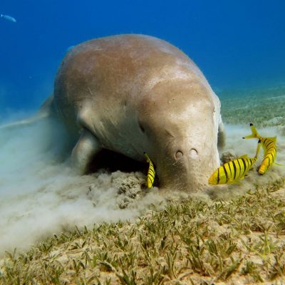 dugongs