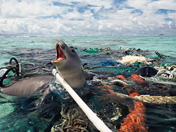 ocean-plastic-Hawaiian-Monk-Seal