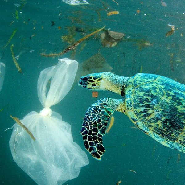 turtle-swimming-through-plastic-pollution-rich-carey